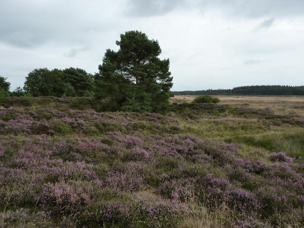 Tweepersoonskamer met 2 Aparte Bedden