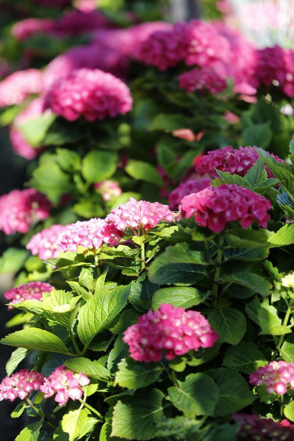 Chambre Double - Vue sur Jardin