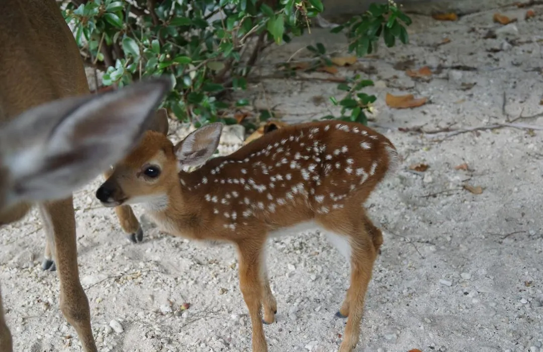 Deer Run On The Atlantic-1