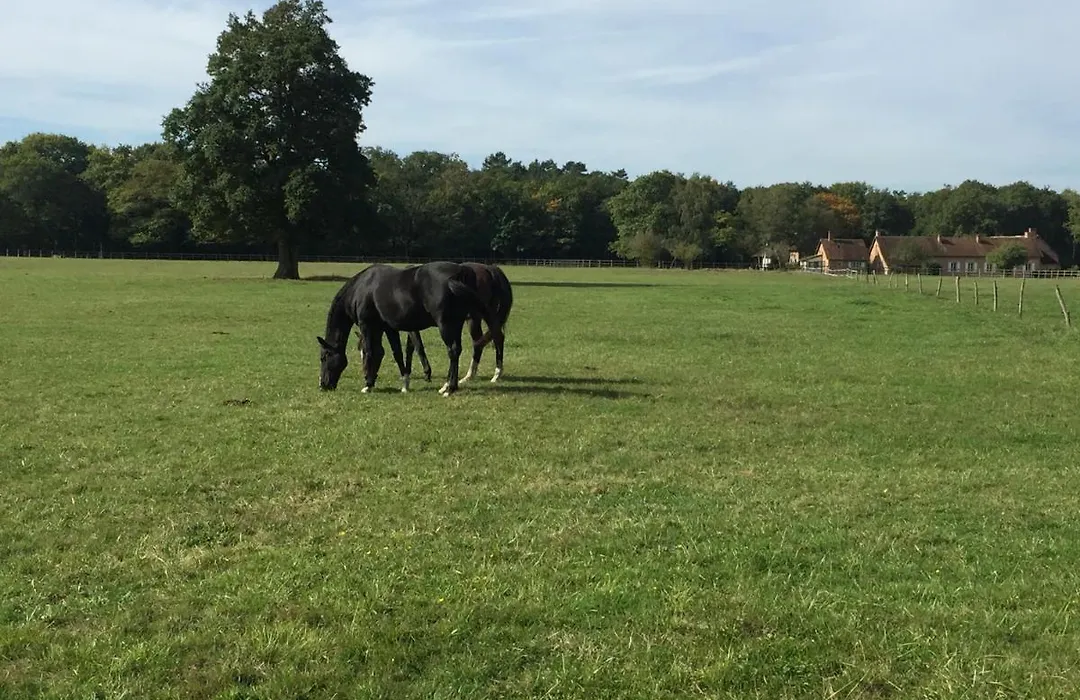 haras du Vignault Le Bûcher-1