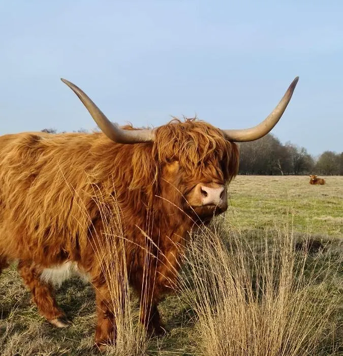 Studio in rietgedekte boerderij, geheel privé, hond vriendelijk-1