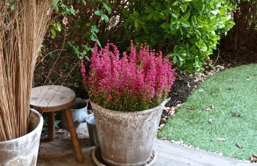 Homestay B&B La Bruyere Chez L'Habitant-1