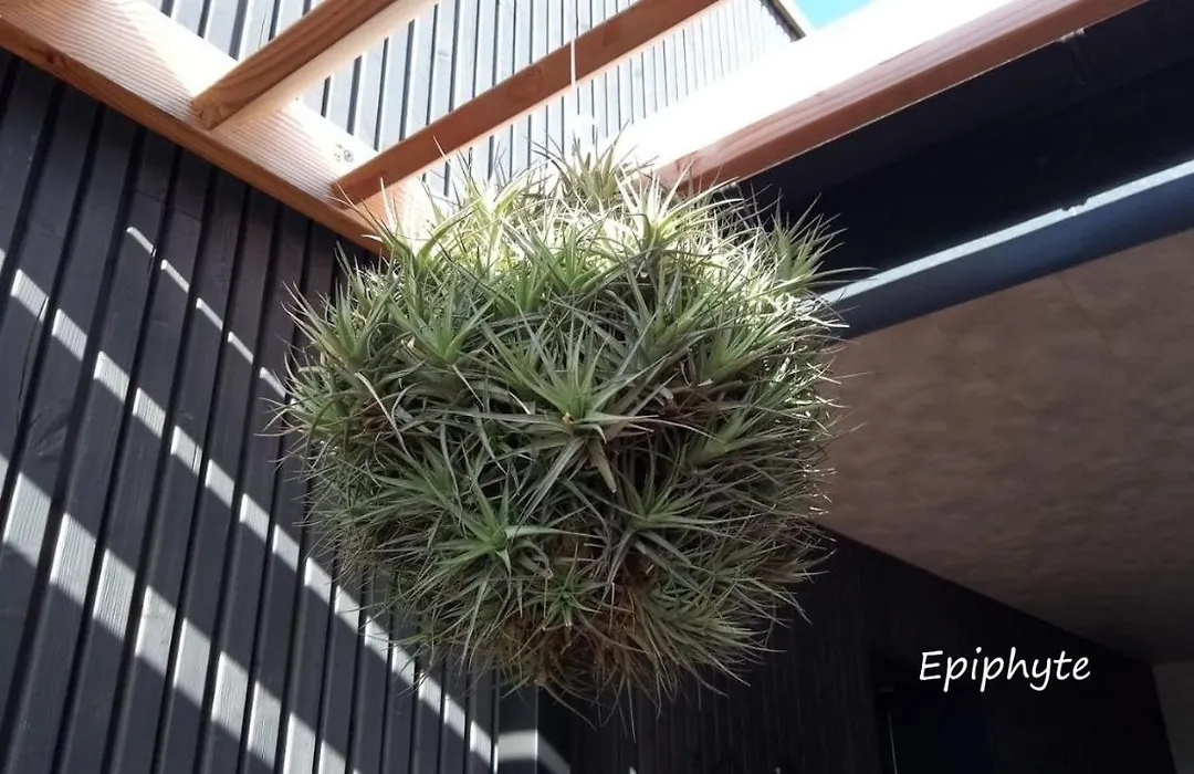 Epiphytes et succulentes-1