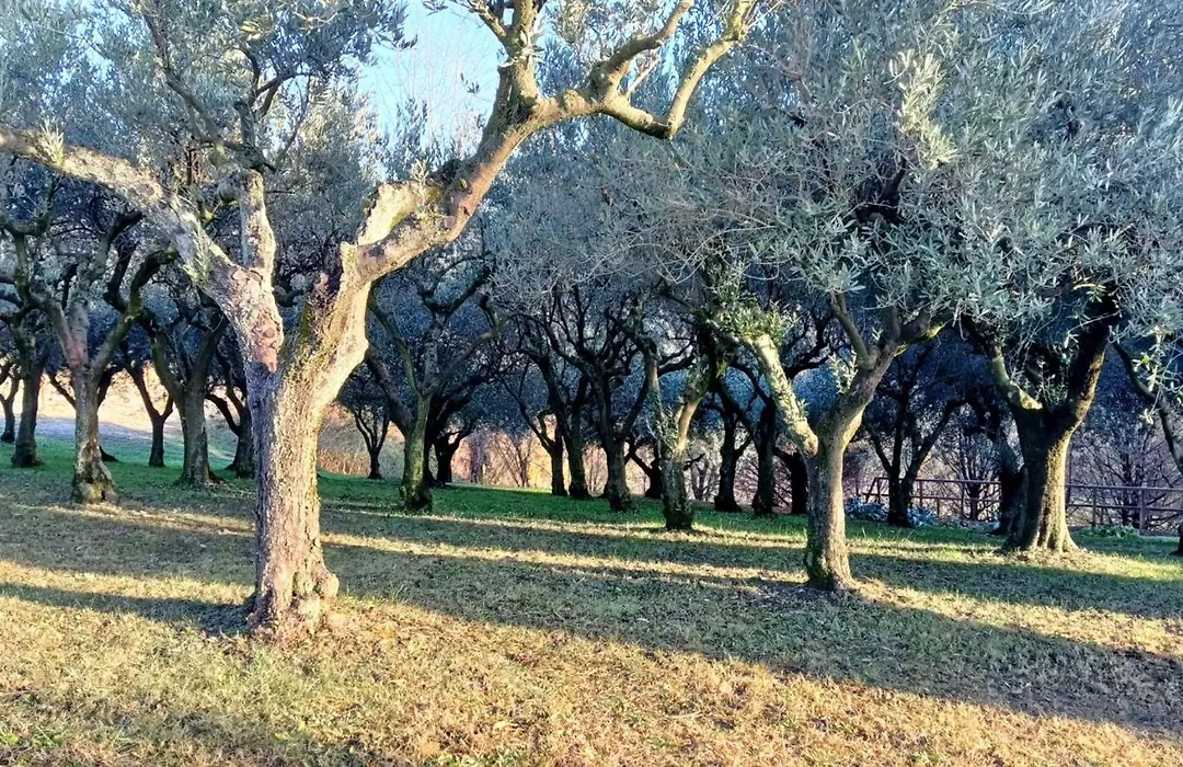 Il giuggiolo-1