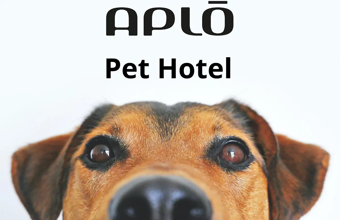 Hotel Aplo - Breakfast Experience-1