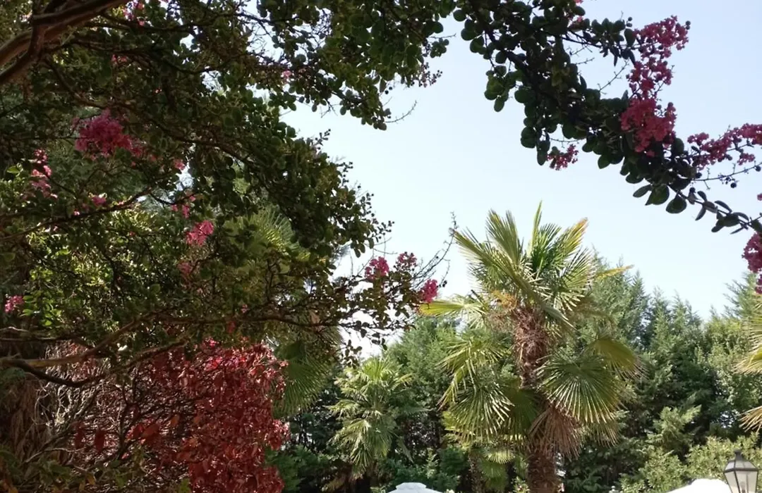 B&B Villa delle palme-1