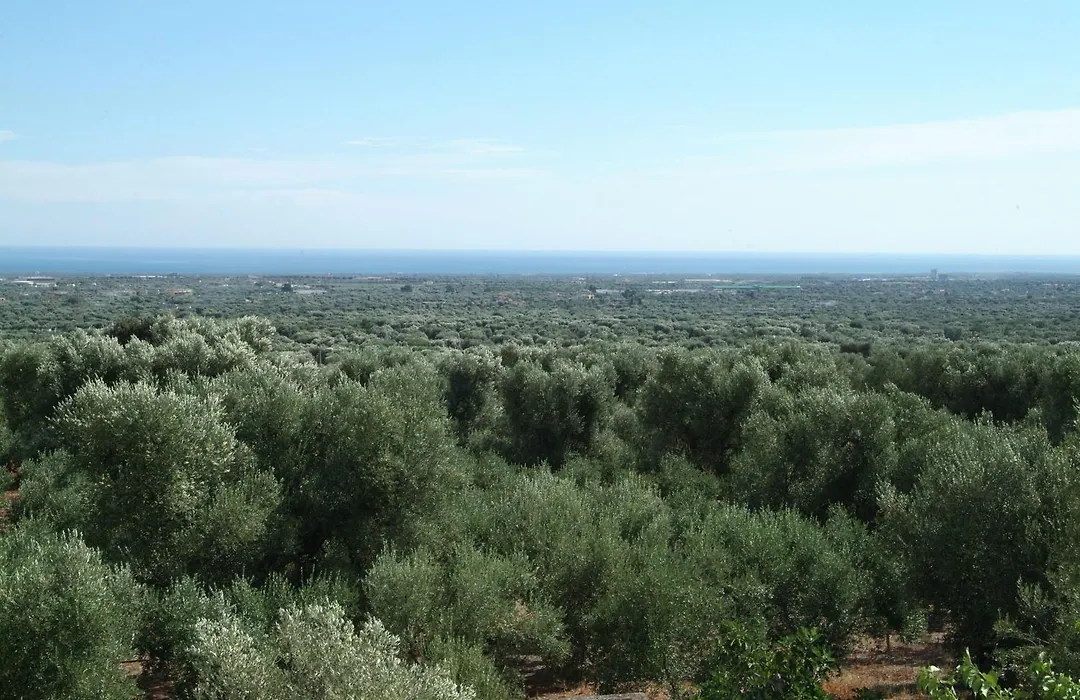 Masseria Trotta B&B-1