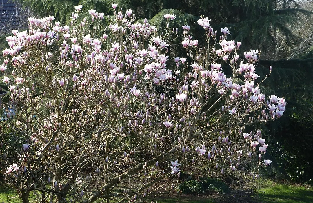 Les Prunelliers-1