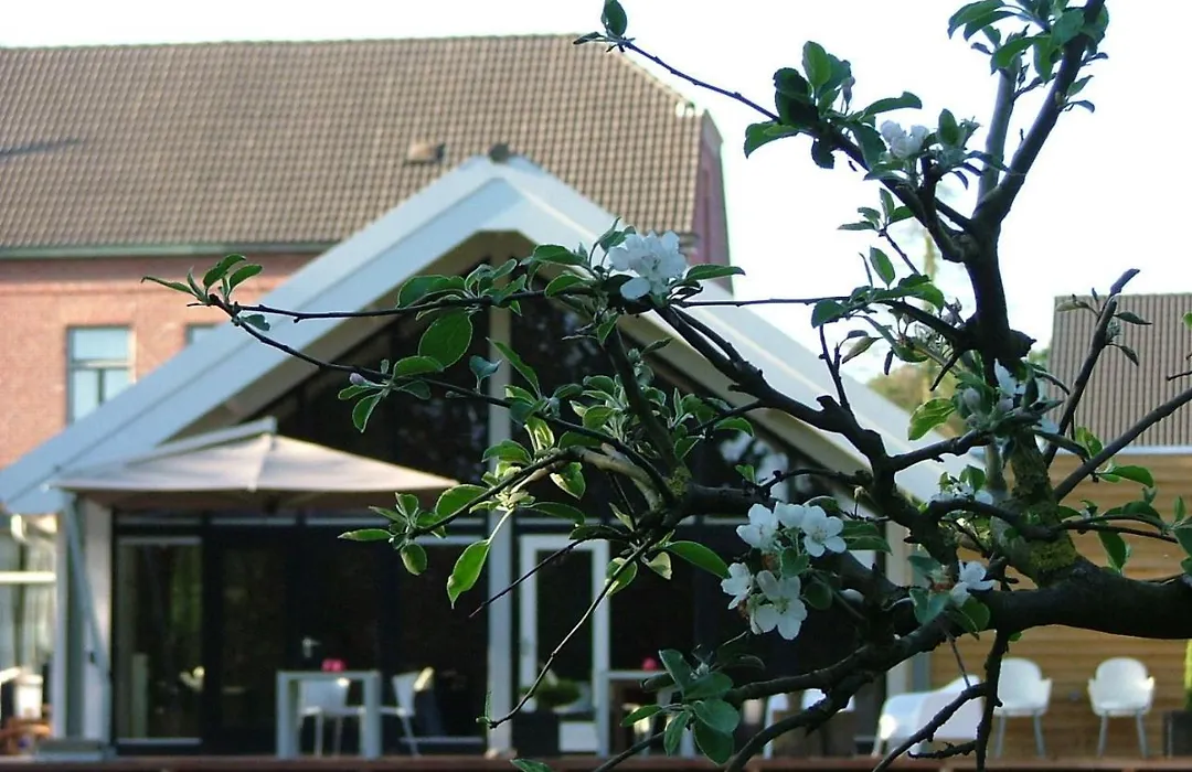 Rosa Arvensis-1