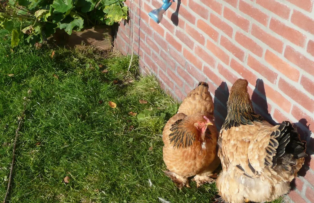 Slaopen en Stoet-1