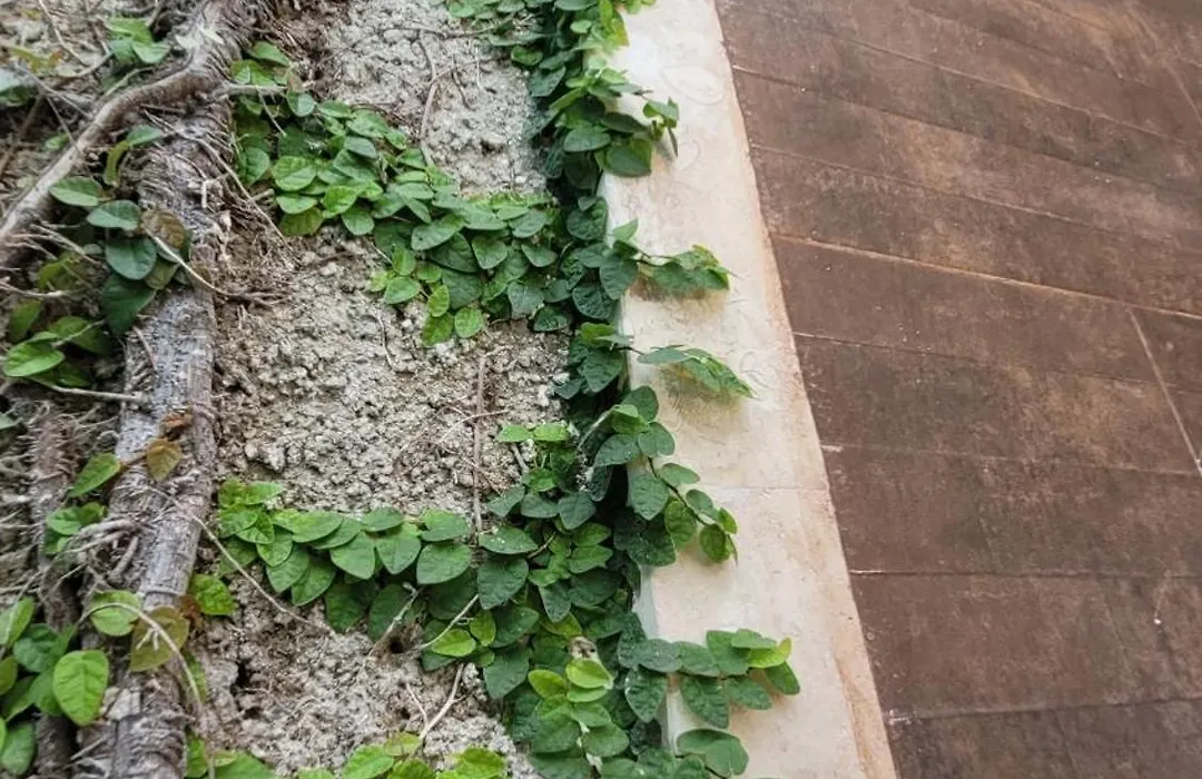 Green Oasis Hotel-1