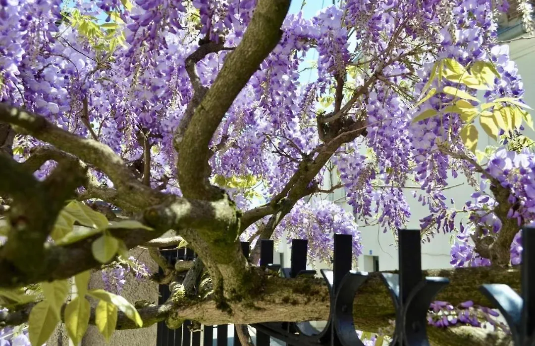 Wisteria-1