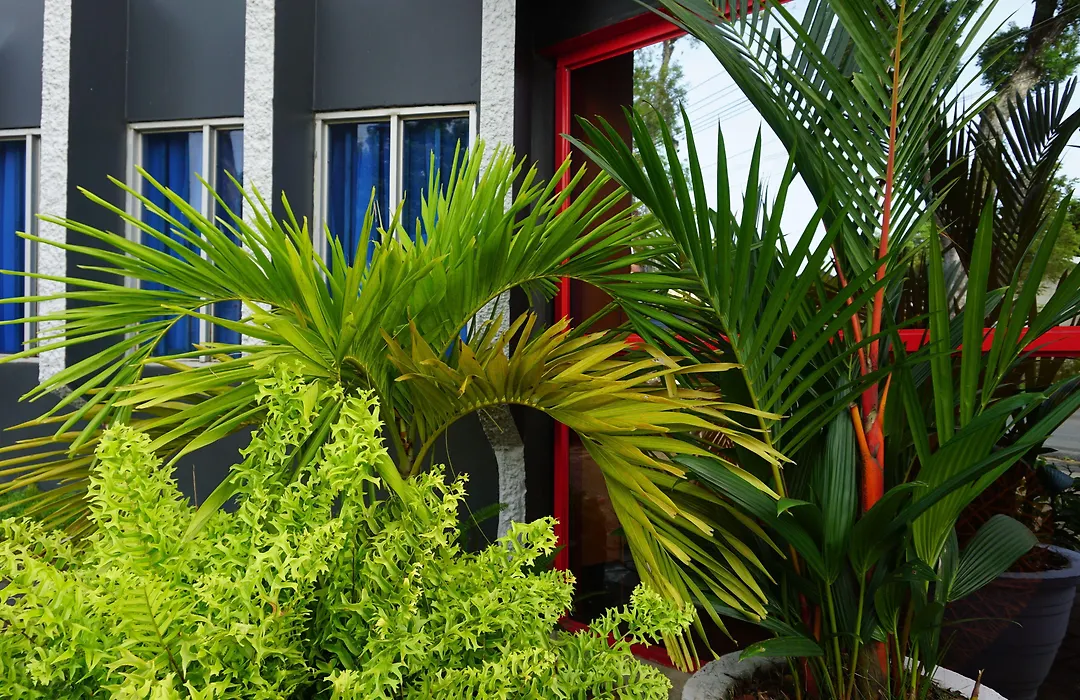 Holland Lodge Paramaribo-1