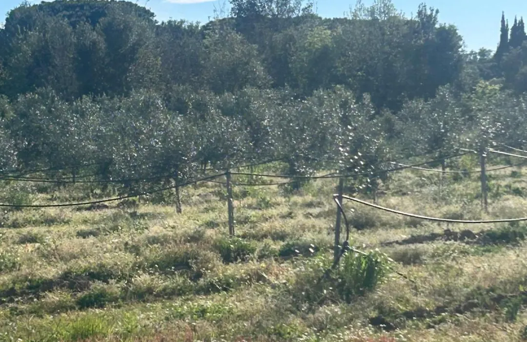 Camera graziosa-1