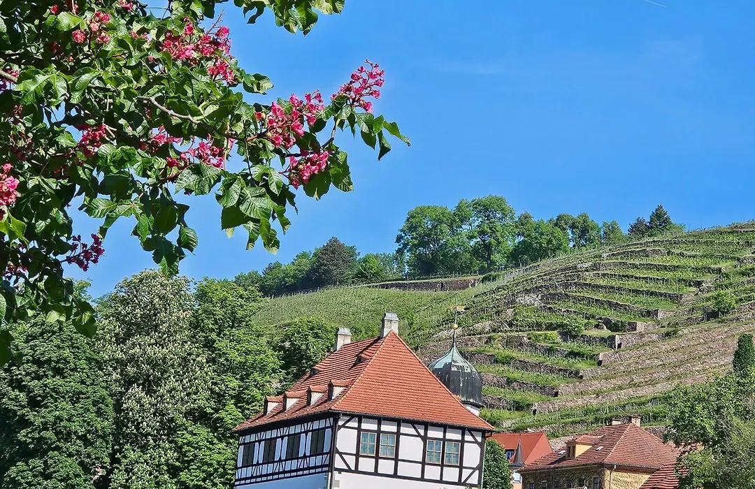 Pension am Elberadweg-1