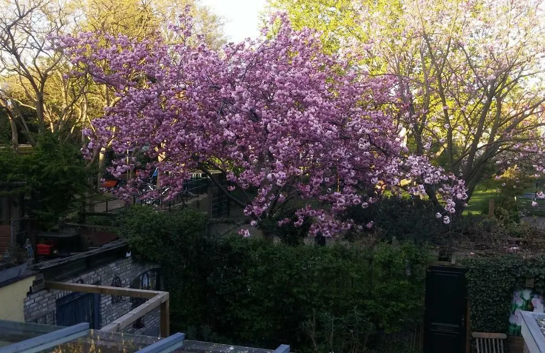 Bed en Broodje Bloem-1