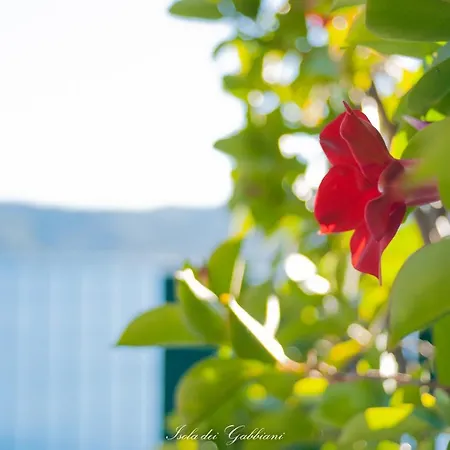 B&B Isola Dei Gabbiani-3