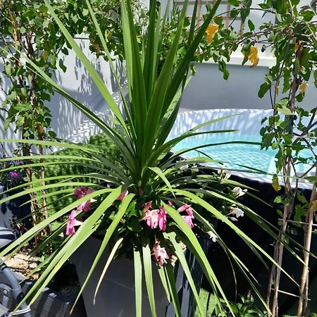 Le Petit Patio-3