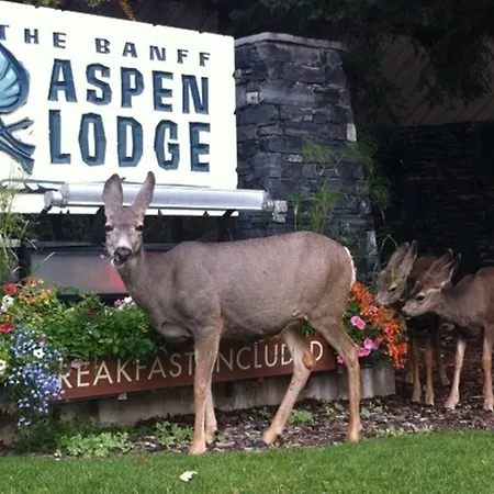 Banff Aspen Lodge-3