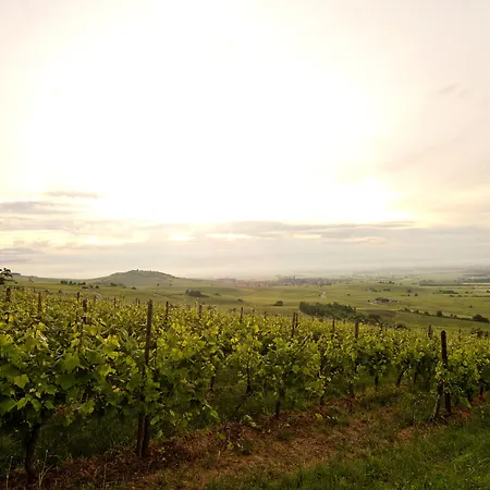 Le Clos Saint-Vincent-3