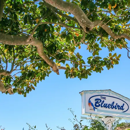 Bluebird Inn-3