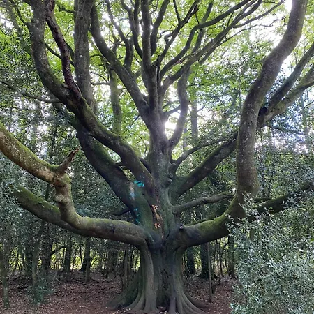 L'Hôtié de Brocéliande-2