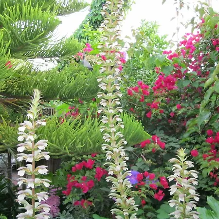 A White Jasmine Inn-2