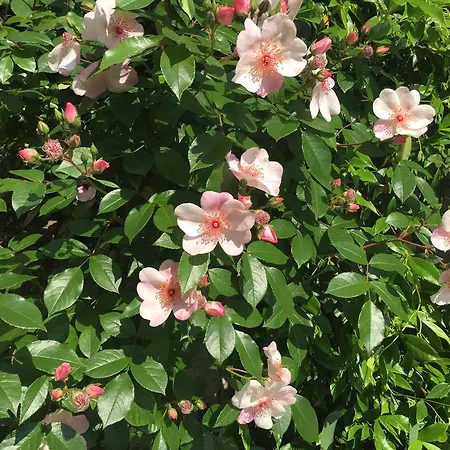 Guesthouse Flora-3