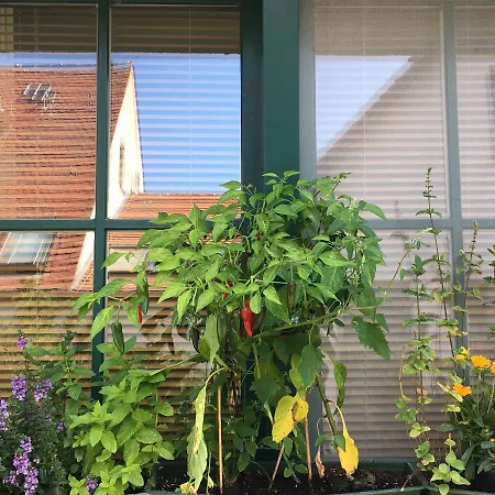 Hotel-Pension Seeadler-3