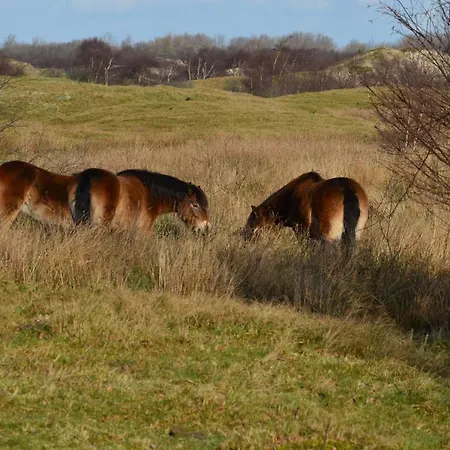 T Laege Uus-3