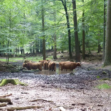 B&B Onder de rode beuk-2