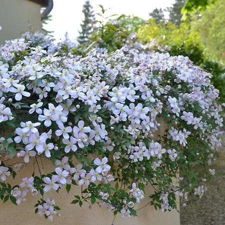 Le Clos Fleuri-3