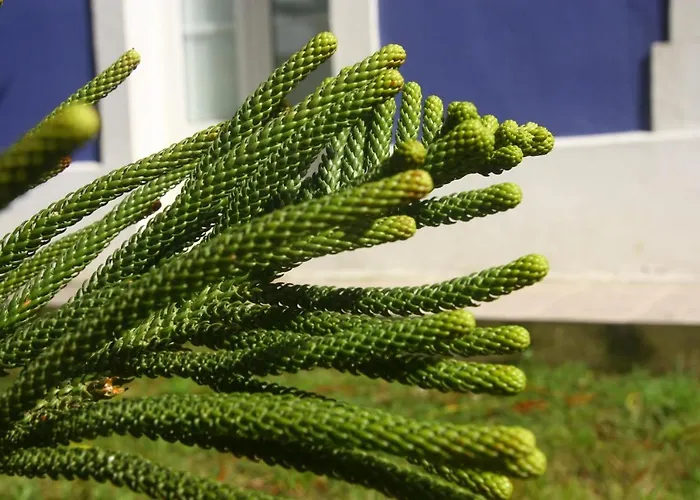 Hotel Gastronómico Araucaria Ribadeo