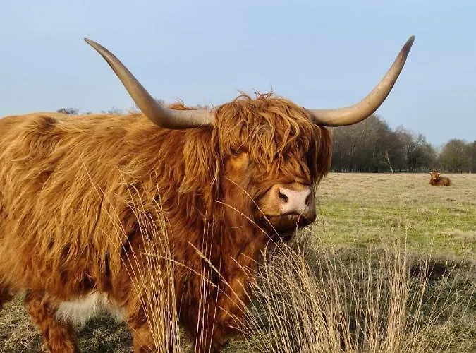 Studio in rietgedekte boerderij, geheel privé, hond vriendelijk Westerbork