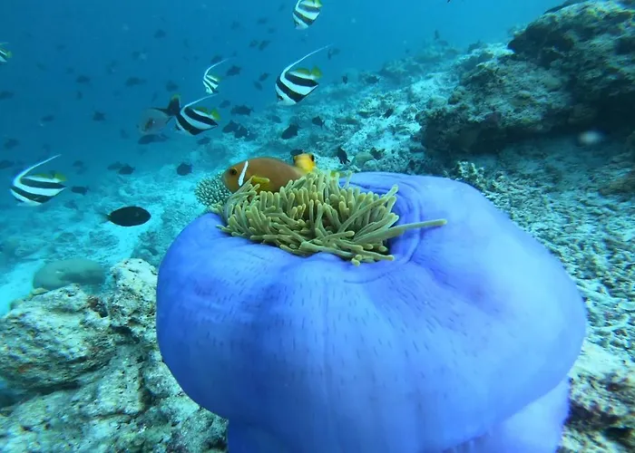 Hoteles en Dhangethi