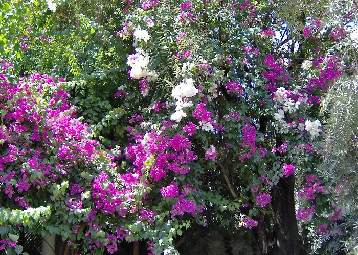 Hotel Gulec Bodrum