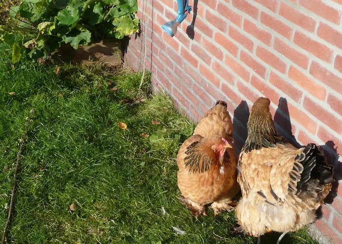 Slaopen en Stoet Bed and Breakfast Anderen