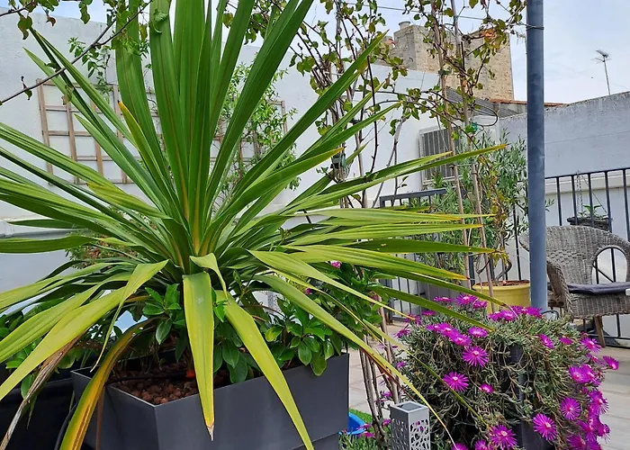 Bed and Breakfast Le Petit Patio à Aigues-Mortes