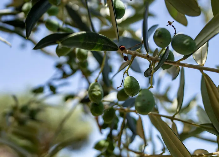Tenuta Dell'Al.Ma. Amalfi