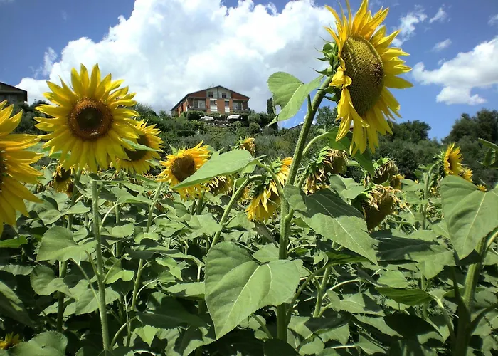 Hotel Sangallo B&B - Panoramic Position - Valley And Vineyard View- Family Run