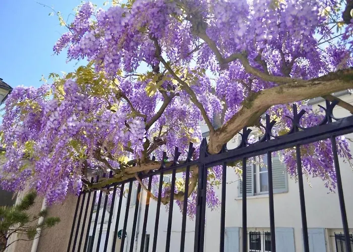 Wisteria