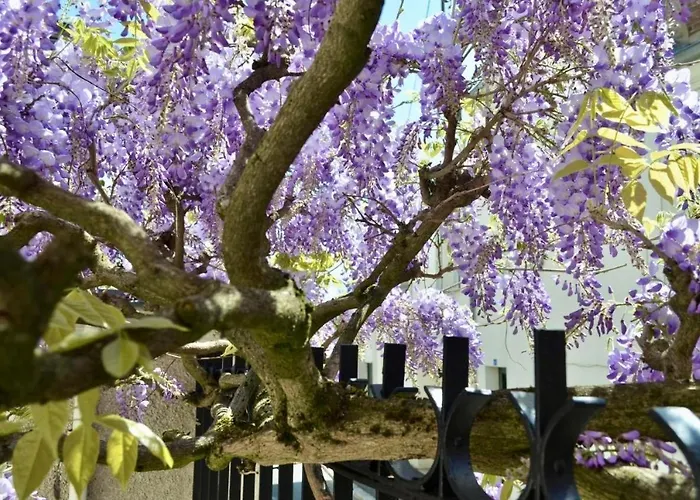 Wisteria