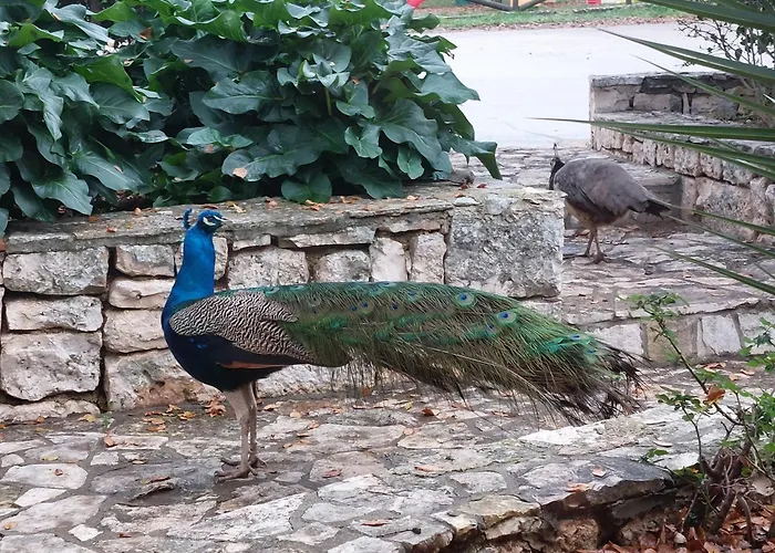 Agriturismo Fasano