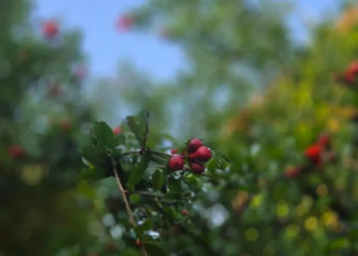 B&B La Rosa Antica