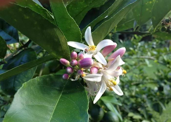 Heavenly Hana Paradise
