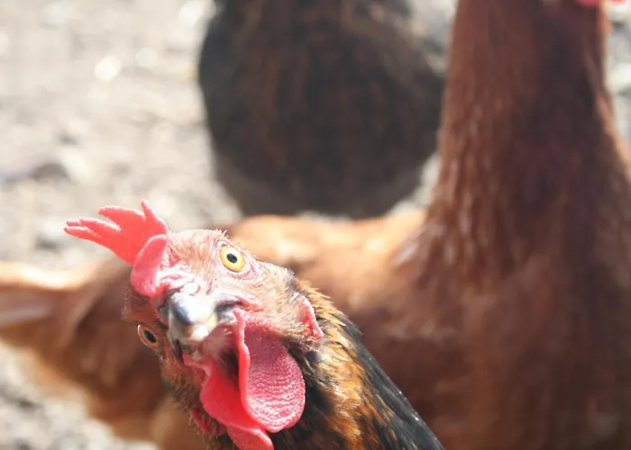 Hotel Casa Siempreviva - Recommended For Adults Torrox